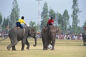 Elephants and riders playing football during the November Elephant Round-up Festival at Surin City, Thailand, Southeast Asia, Asia