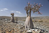 Bottle-tree (desert rose) (adenium obesum) endemic to island, Diksam Plateau, central Socotra Island, Yemen, Middle East