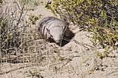 Armadillo, Valdes Peninsula, Patagonia, Argentina, South America