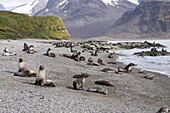 Fur seals, Fortuna Bay, South Georgia, South Atlantic