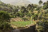 Agriculture, Santiago, Cape Verde Islands, Africa