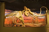 Mammoth skeleton from the Pleistocene Ice Age at the Nevada State Museum, Carson City, Nevada, United States of America, North America