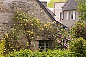 An old stone cottage covered with pink and yellow roses in Dinan, Brittany, France, Europe
