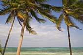 Palm trees above emerald sea, Pingwe, Zanzibar, Tanzania, East Africa, Africa