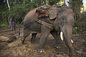 Elephant at work towing two teak logs in forest, near Lebin, Shan State, Myanmar (Burma), Asia