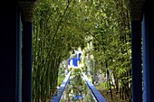 Bamboo in the Majorelle Garden, created by the French cabinetmaker Louis Majorelle, and restored by the couturier Yves Saint-Laurent, Marrakesh, Morocco, North Africa, Africa
