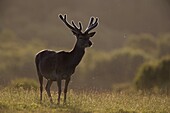 Red deer (Cervus elaphus), stag in velvet, Grasspoint, Mull, Inner Hebrides, Scotland, United Kingdom, Europe