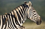 Burchell's zebra (Equus burchelli), with redbilled oxpeckers (Buphagus erythrorhynchus), Hluhluwe Umfolozi Park, KwaZulu Natal, South Africa, Africa