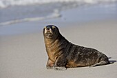Australian sea lion (Neophoca cinerea), Seal Bay, Kangaroo Island, South Australia, Australia, Pacific
