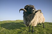 Domestic sheep, Heligoland, Germany, Europe