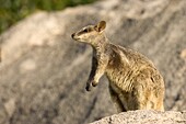 Black-footed rock wallaby (Petrogale lateralis), Magnetic Island, Queensland, Australia, Pacific