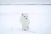 Arctic fox (Polar fox) (Alopex lagopus), Churchill, Hudson Bay, Manitoba, Canada, North America