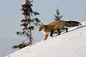 Redfox (Vulpes vulpes), Churchill, Hudson Bay, Manitoba, Canada, North America