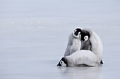 Emperor penguin chicks (Aptenodytes forsteri), Snow Hill Island, Weddell Sea, Antarctica, Polar Regions