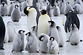 Colony of Emperor penguins (Aptenodytes forsteri) and chicks, Snow Hill Island, Weddell Sea, Antarctica, Polar Regions