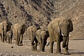 Herd of desert-dwelling elephants (Loxodonta africana africana), Namibia, Africa