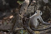 Common langur (Presbytis entellus) with her baby, Bandhavgarh Tiger Reserve, Madhya Pradesh state, India, Asia