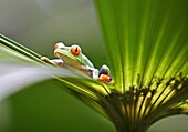 Red eyed tree frog (Agalychnis callidryas), Costa Rica, Central America