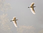 Intermediate Egret (Mesophoyx intermedia), flying over the Bagmati river, Kathmandu, Nepal, Asia