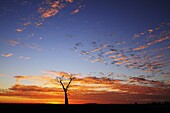 Boab tree at sunrise, Kimberley, Western Australia, Australia, Pacific