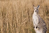 Eastern grey kangaroo, Kosciuszko National Park, New South Wales, Australia, Pacific