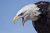 Bald eagle (Haliaeetus leucocephalus) vocalizing, Boulder County, Colorado, United States of America, North America