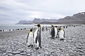 King penguins (Aptenodytes patagonica) on stony beach, Salisbury Plain, South Georgia, Polar Regions