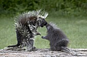 Porcupine (Erethizon dorsatum) in captitvity, mother and young face to face, Sandstone, Minnesota, United States of America, North America