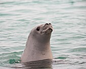 Crabeater seal (Lobodon carcinophagus), Pleneau Island, Antarctic Peninsula, Antarctica, Polar Regions