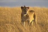Young male lion (Panthera leo), early morning, Masai Mara National Reserve, Kenya, East Africa, Africa
