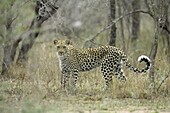 Leopard (Panthera pardus), Greater Limpopo Transfrontier Park, encompassing the former Kruger National Park, South Africa, Africa