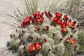 Claretcup Cactus (Echinocereus triglochidiatus) bloom, Needles District, Canyonlands National Park, Utah, United States of America, North America