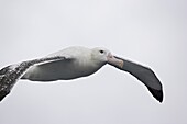 Wandering albatross (Diomedea exulans) soaring, Drake Passage, from Antarctic Peninsula to Cape Horn, South America