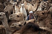 Birqash Camel Market, Cairo, Egypt, North Africa, Africa