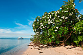 Flowering Frangipani (Plumeria) tree on beach and expedition cruise ship MS Hanseatic (Hapag-Lloyd Cruises), Pigeon Island, East New Britain Province, Papua New Guinea, South Pacific