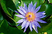 Blaue Blüte einer Seerose, Phnom Penh, Phnom Penh, Kambodscha, Asien