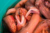 Eklige, schleimige Aale werden am Markt verkauft, Hongkong, Hong Kong, Asien