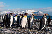 Group of king penguins (Aptenodytes patagonicus) on beach with snow-covered mountains behind, Salisbury Plain, South Georgia Island, Antarctica