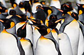Group of king penguins (Aptenodytes patagonicus), Salisbury Plain, South Georgia Island, Antarctica