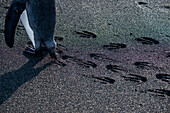 A king penguin (Aptenodytes patagonicus) leaves his footprints in sand on beach, Gold Harbour, South Georgia Island, Antarctica