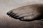 Close-up of five-fingered flipper of southern elephant seal (Mirounga leonina), Gold Harbour, South Georgia Island, Antarctica