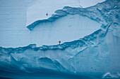 Seevögel kreisen vor der ca. 30 Meter hohen Kante von einem 36 Kilometer langen Eisberg mit der Tracking-Nummer B17A, nahe Südgeorgien, Antarktis