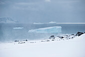 Snow-covered land and icebergs at sea, Halfmoon Island, South Shetland Islands, Antarctica