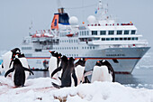 Gentoo penguins (Pygoscelis papua) en route to their nesting sites with expedition cruise ship MS Hanseatic (Hapag-Lloyd Cruises) behind, Paradise Bay (Paradise Harbor), Danco Coast, Graham Land, Antarctica