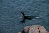 A Gentoo penguin (Pygoscelis papua) swimming, Neko Harbour, Graham Land, Antarctica