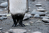 Detail of dirty king penguin (Aptenodytes patagonicus) on beach, Salisbury Plain, South Georgia Island, Antarctica