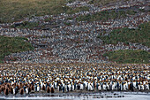 Kolonie von tausenden von Königspinguinen (Aptenodytes patagonicus), Salisbury Plain, Südgeorgien, Antarktis