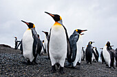 King penguins (Aptenodytes patagonicus) on beach, Salisbury Plain, South Georgia Island, Antarctica