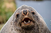 Fur seal portrait, Grytviken, South Georgia Island, Antarctica