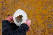 Hand hält Ei von Pinguin, Brown Bluff, Weddell-Meer, Antarktische Halbinsel, Antarktis